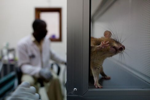 Rat Kidneys Regenerated in Lab May Offer Human Transplant Path