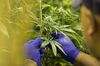 1467912686_Marijuana-Weed-Pot