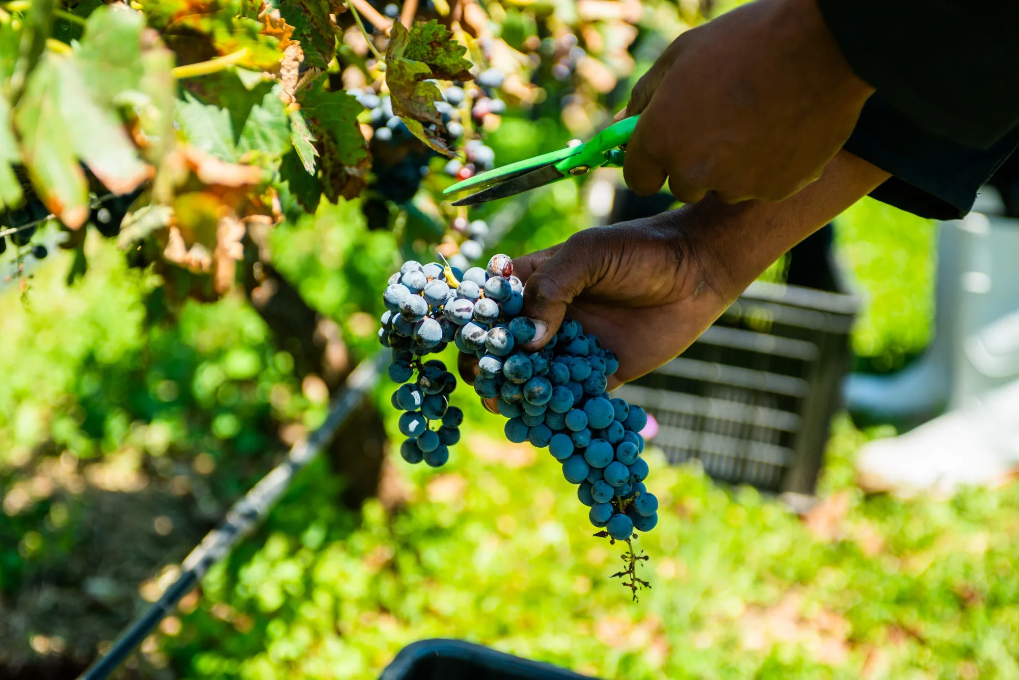South African wine and fruit producers are feeling the impact of US duties of as much as 30% on some agricultural goods.