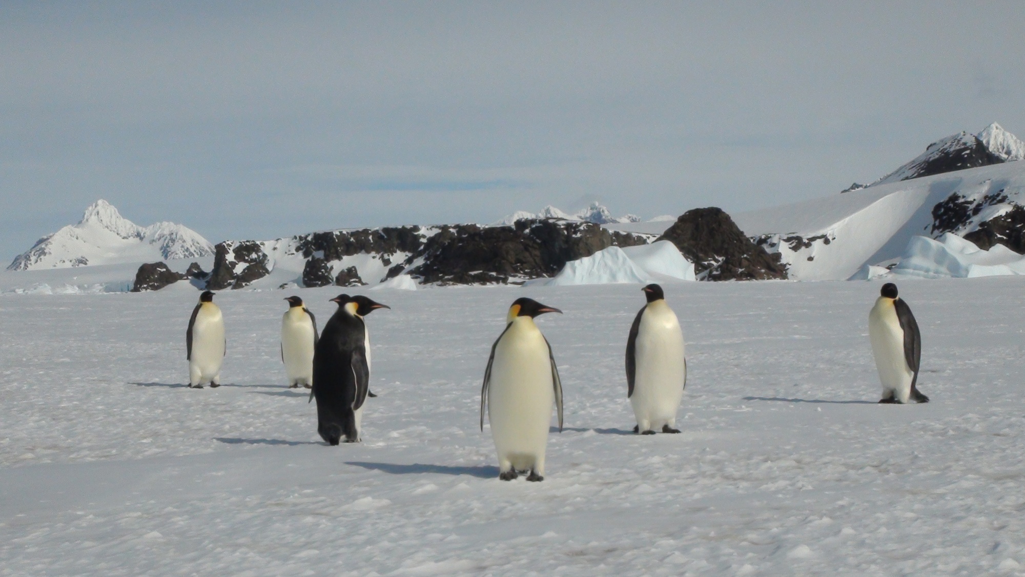 Emperor penguins on Antarctica’s Rothschild Island. 