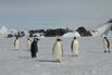 Emperor penguins on Rothschild island