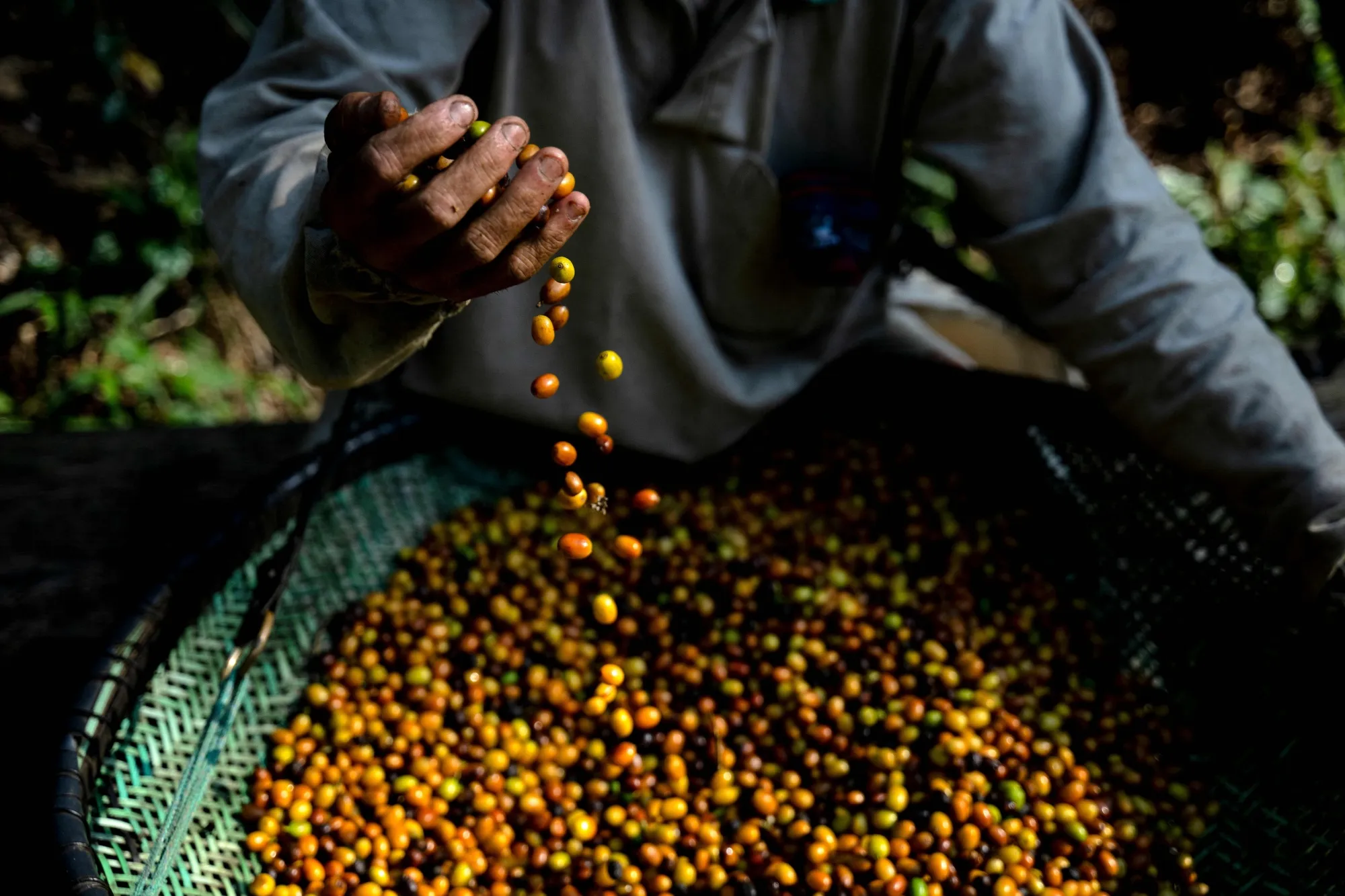 A worker sifts coffee beans at a coffee plantation in Brazil.