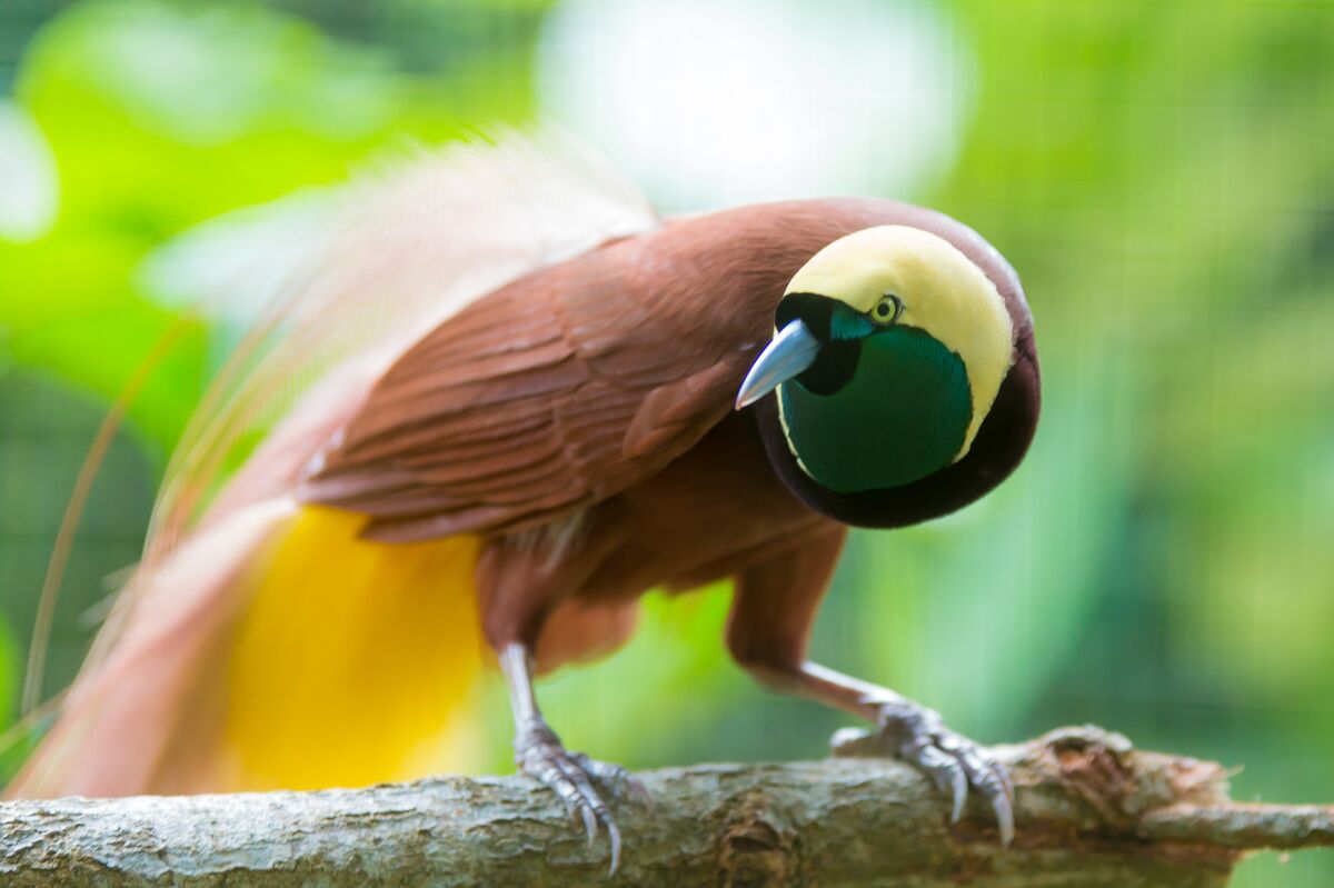 Search for Birds of Paradise in Indonesia, and You'll Find So Much More -  Bloomberg