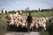 There’s a herd mentality in much of the economic data.