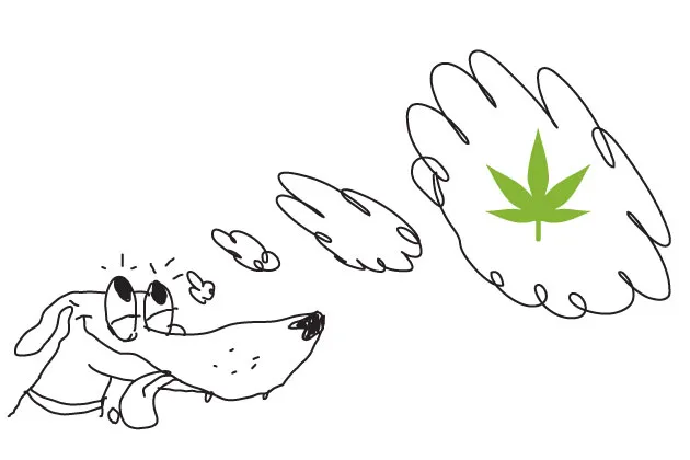 Drug-Sniffing Dogs Pose a Problem in States That Legalized Marijuana