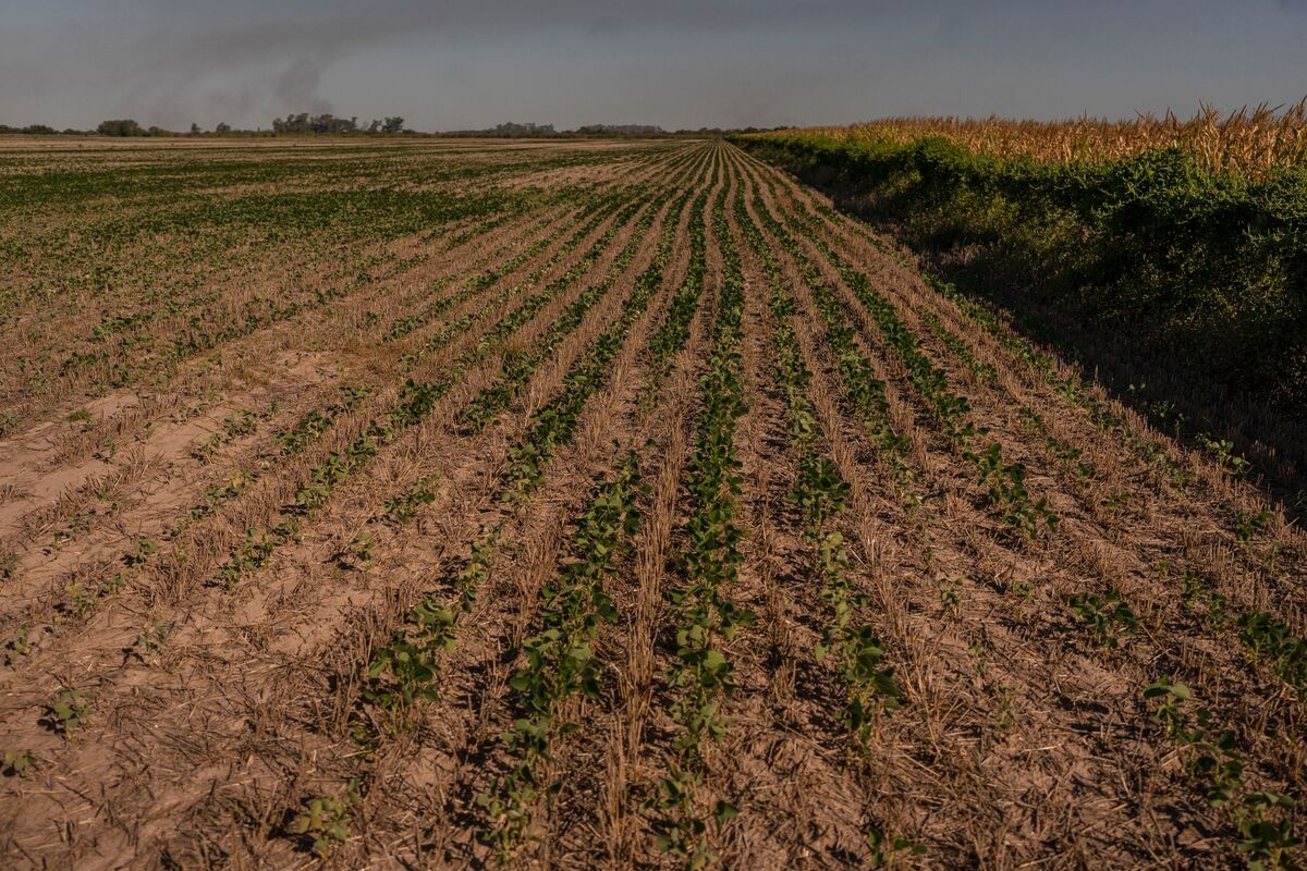 Argentina Cuts Agricultural Export Taxes Amid Drought Relief Efforts