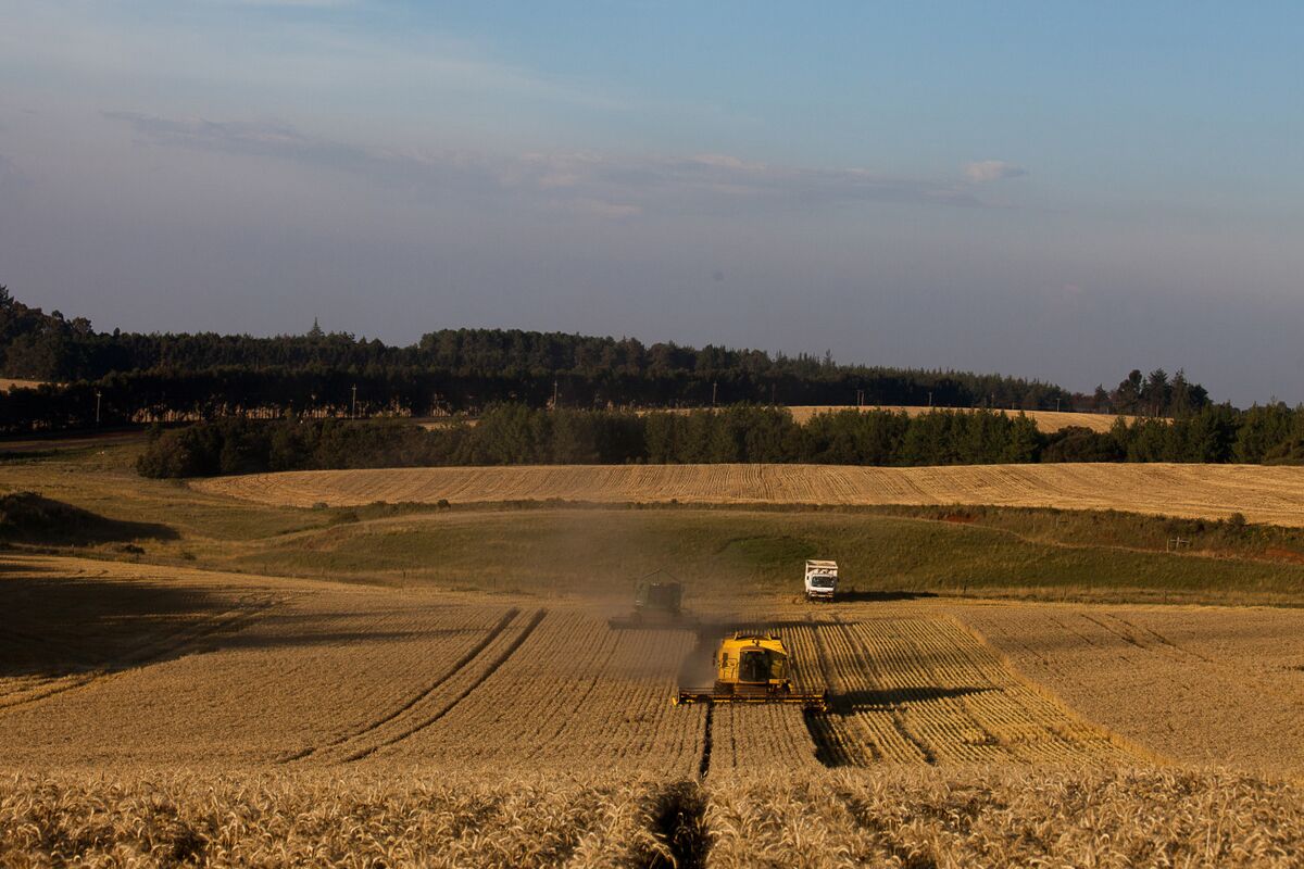 featured image thumbnail for post Kenya Is in Talks to Lease Farmland to the UAEs Al Dahra