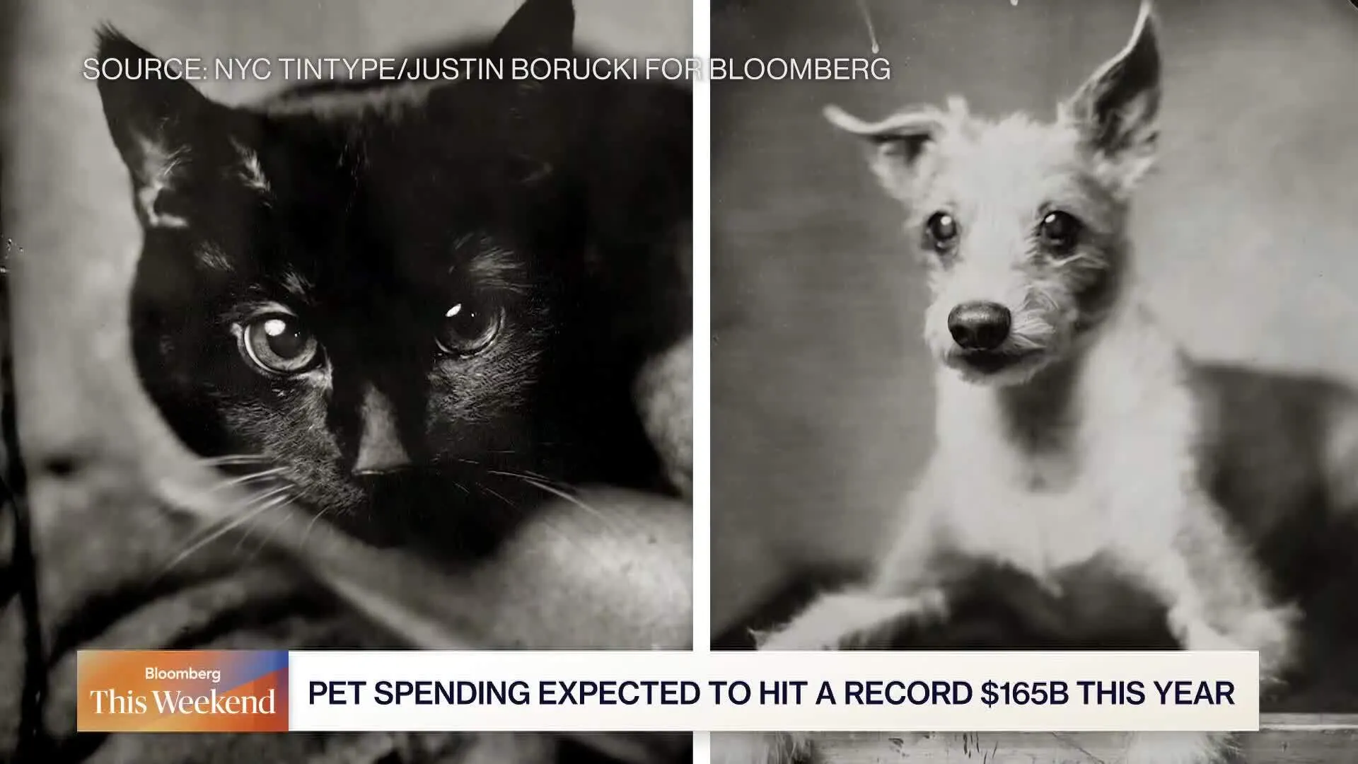 Watch Longevity Boom Reaches America’s Pets