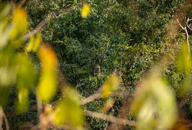Overhead view of a wild macaque monkey in a tree canopy