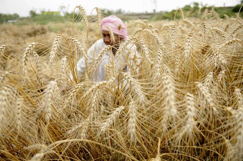 Indian Farmers Harvesting Partially Damaged Wheat Crop