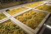Press Preview Of The FICO Eataly World Agri-Food Park