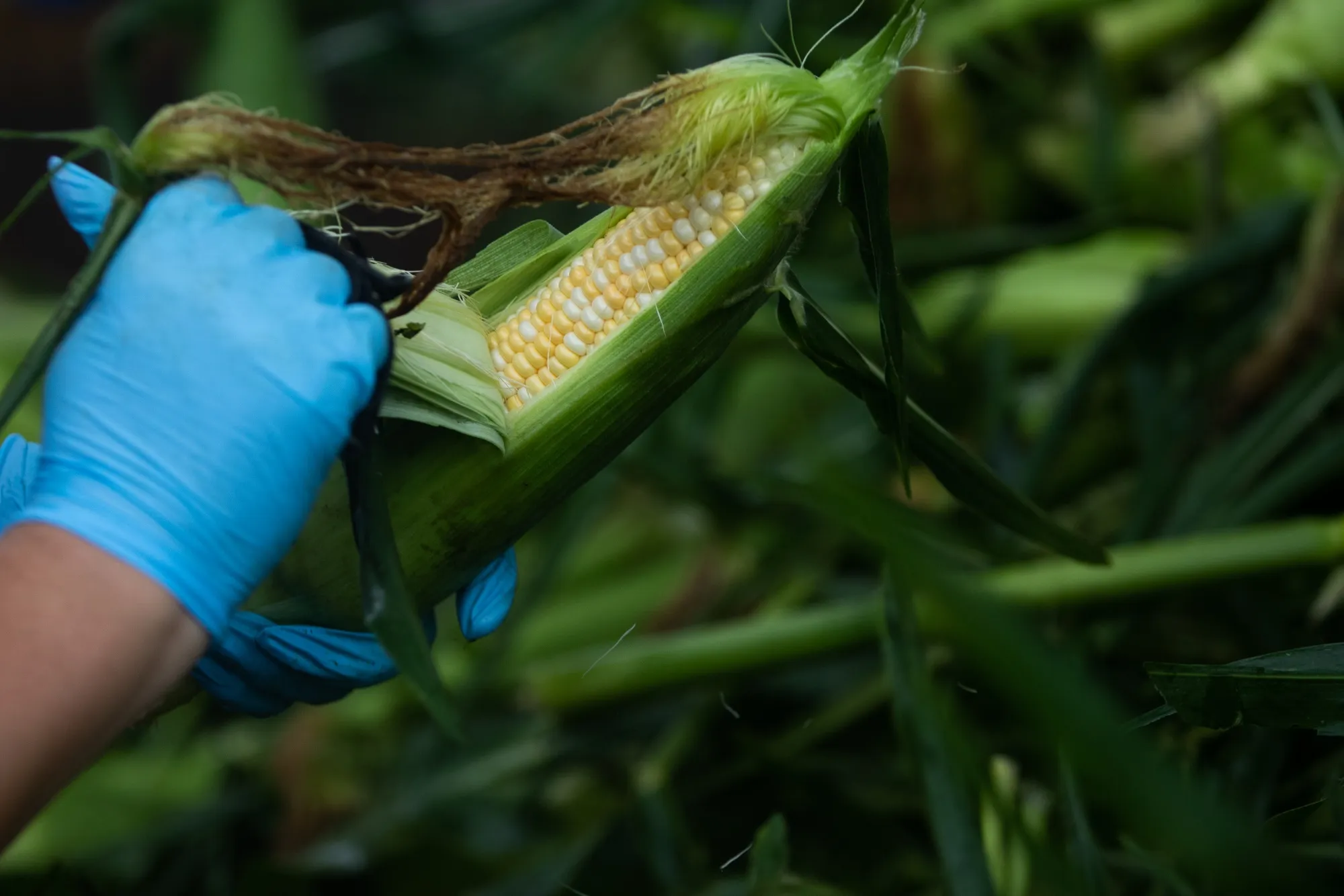 A worker shucks corn during a harvest at a farm in Lansing, Michigan, U.S.
