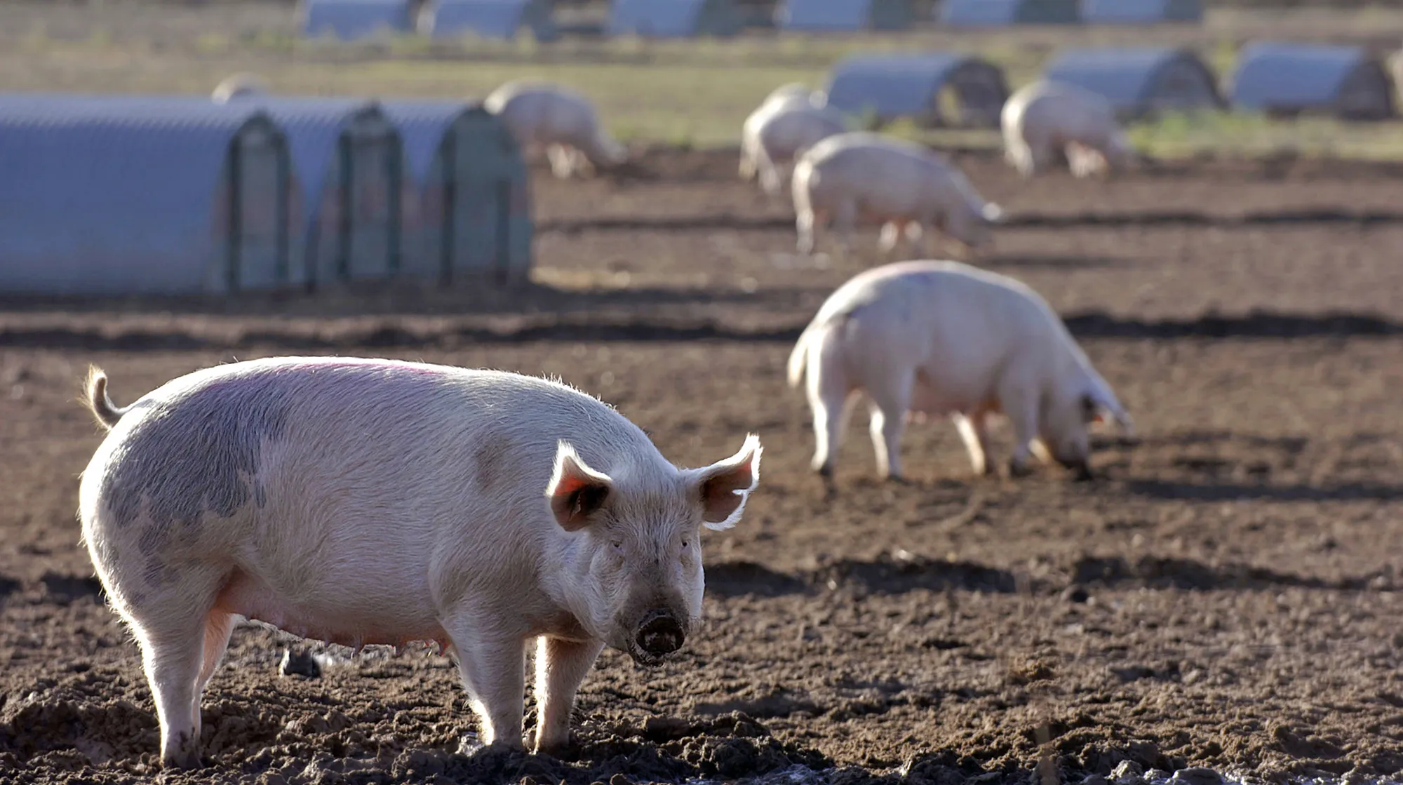 pork pigs hogs