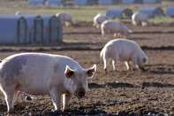 pork pigs hogs