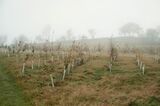 The UK’s Massive Tree-Planting Campaign Isn’t Moving Fast Enough