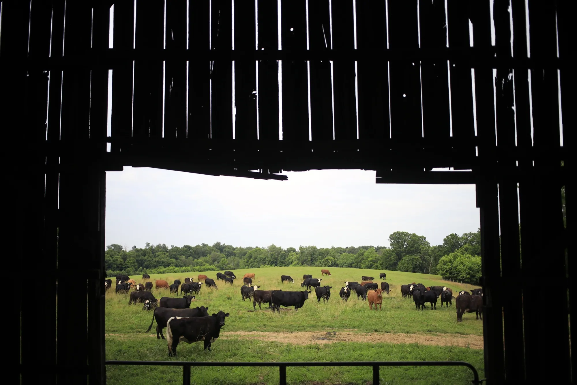 Cattle graze in a pasture at a farm in Waddy, Kentucky.