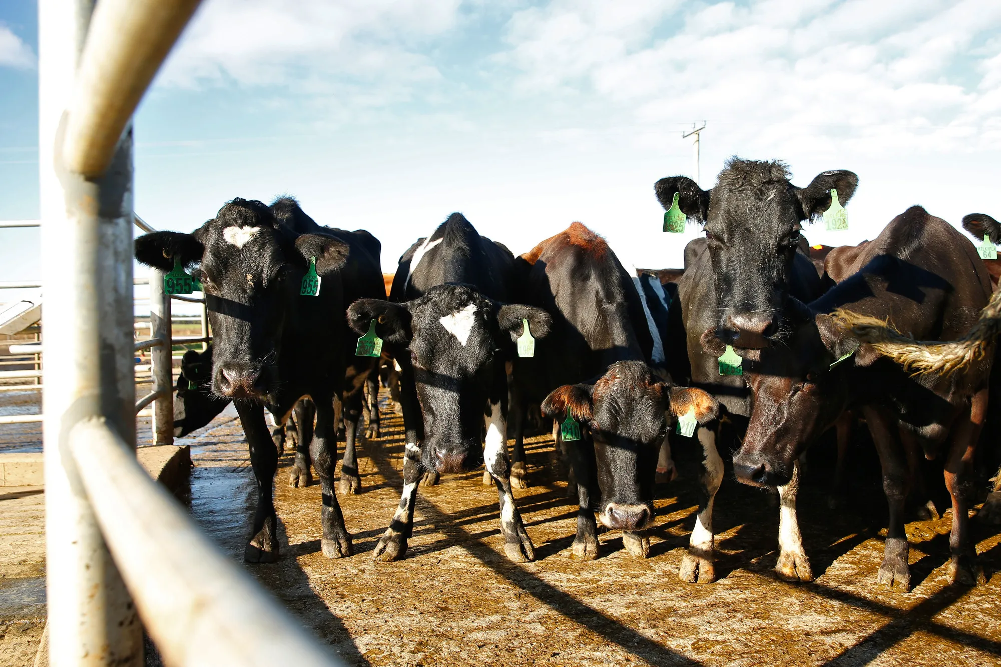 Operations at the Van Diemen's Land Dairy