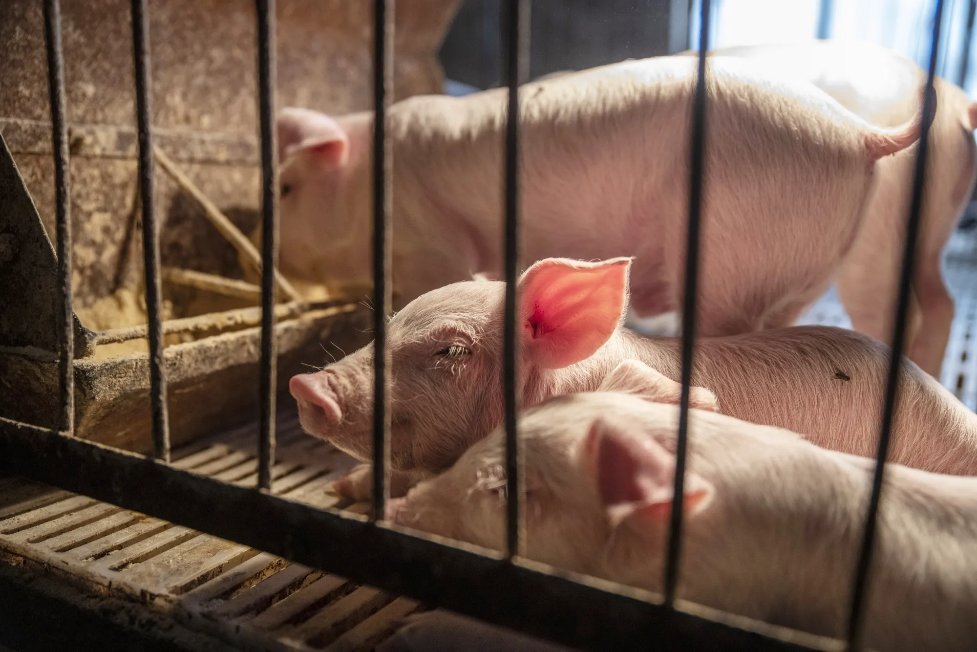 Swine Farming And Pork Retail As Flu Hamper's China's Pig Industry