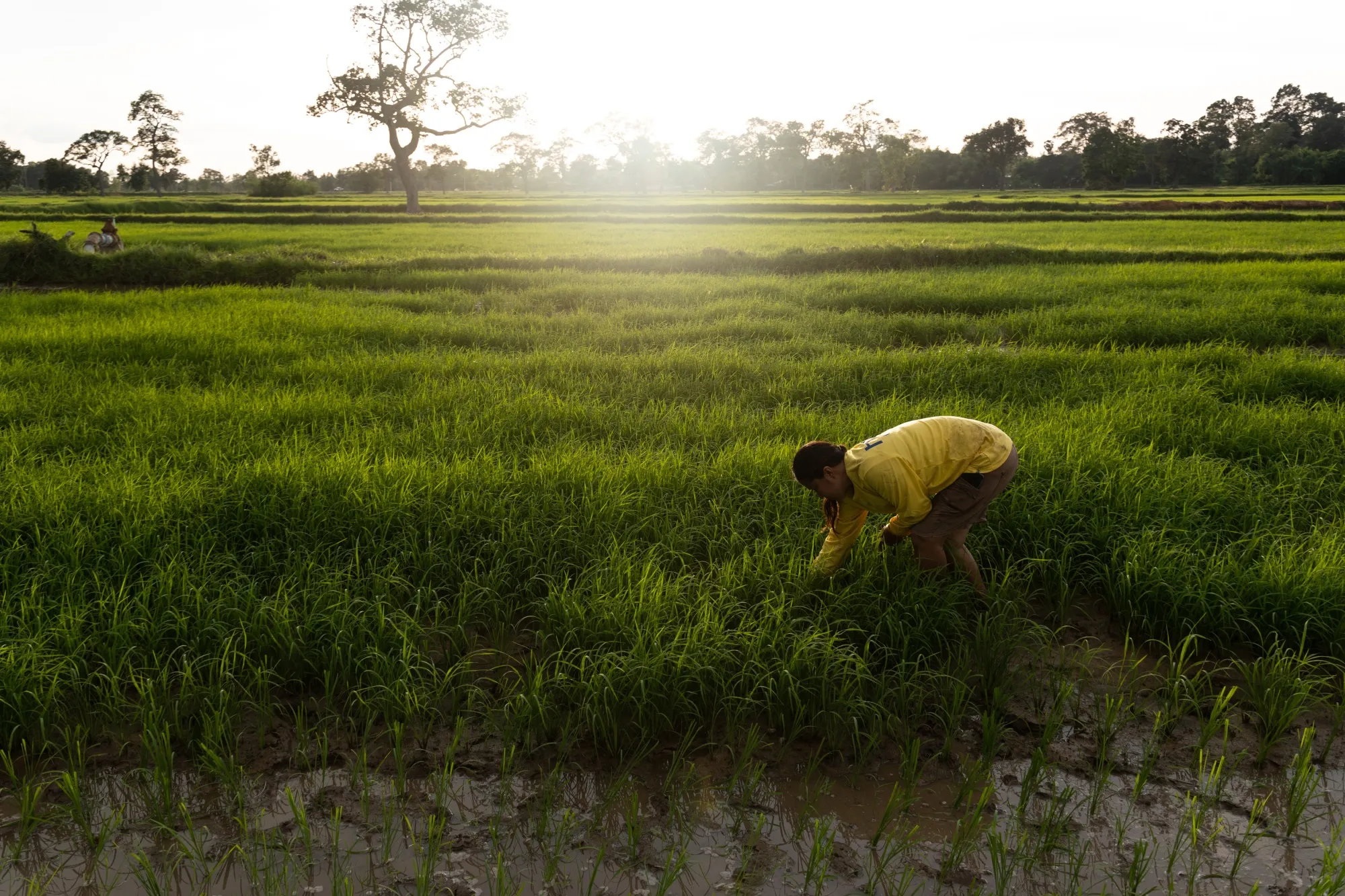 A farmer plants rice in a paddy in Sisaket province in Thailand earlier in June. 