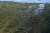 Alaska Willow Project