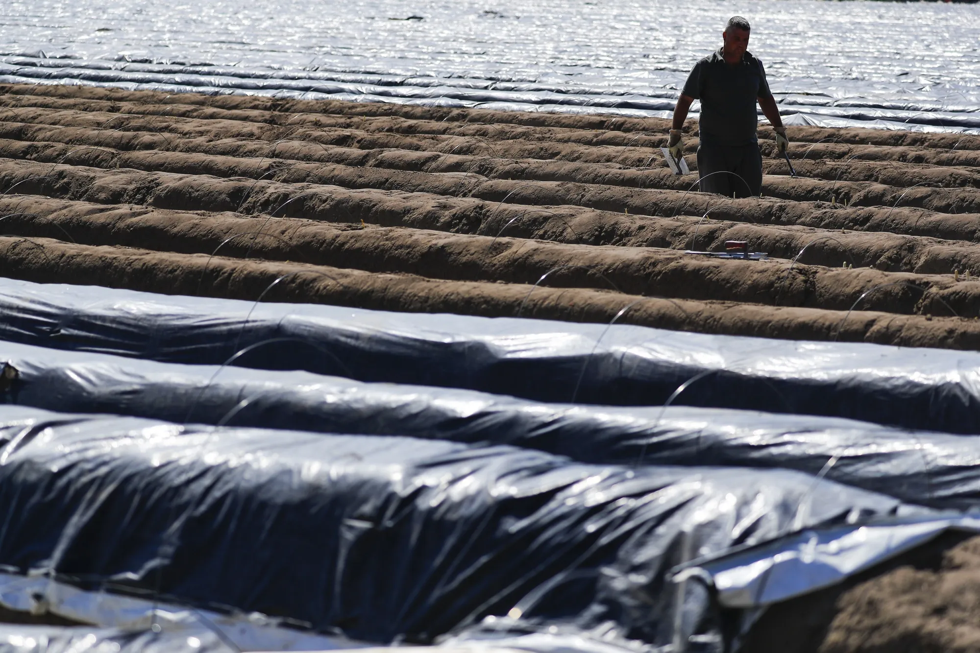 A worker during harvest on a farm in Germany.
