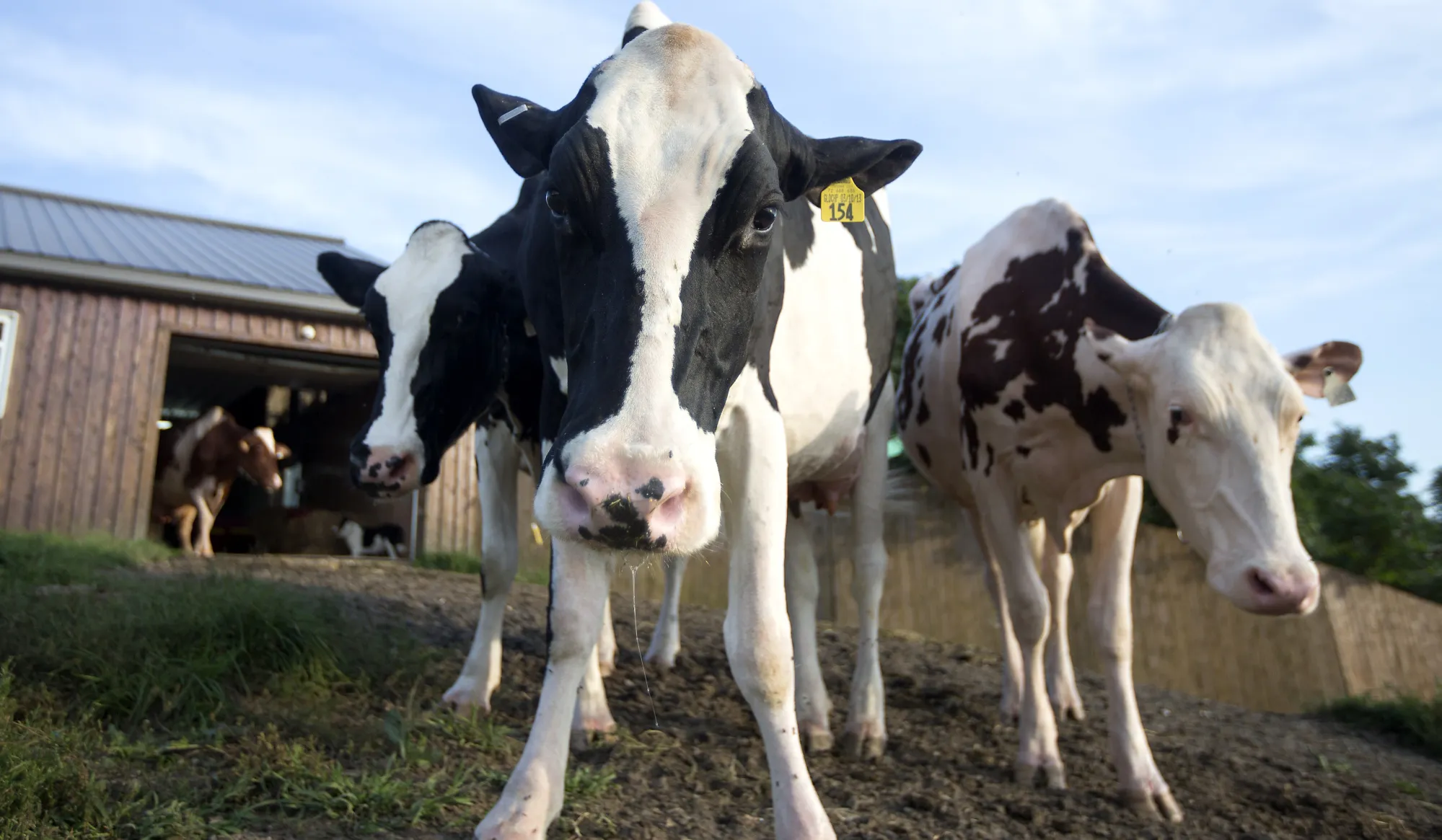 Milk products comprise an almost infinitesimal share of the trade relationship between the U.S. and Canada.&nbsp;
