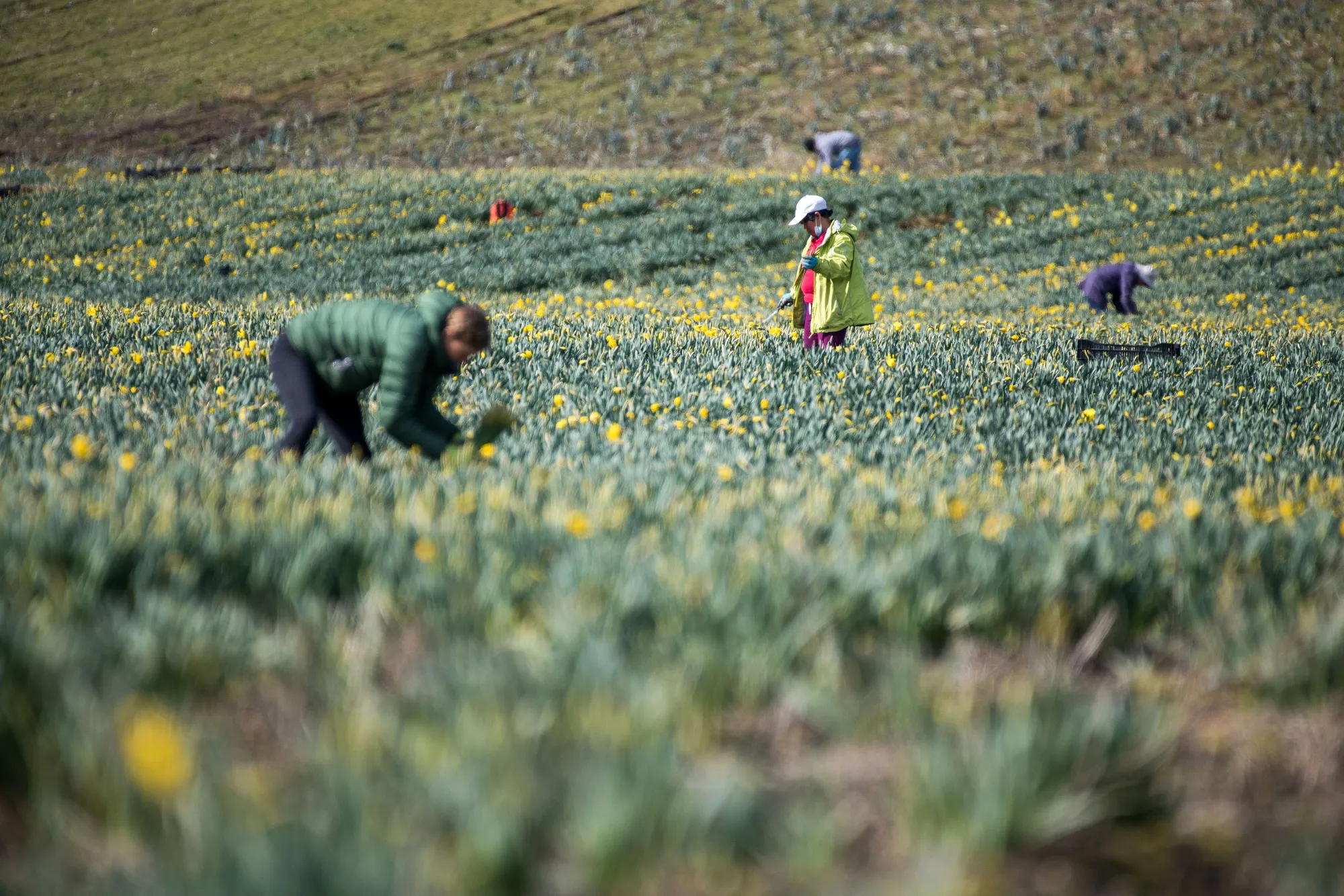 Canada’s temporary worker program was originally used to fill seasonal farming jobs.