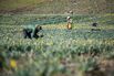 A Daffodil Harvest On An Organic Farm