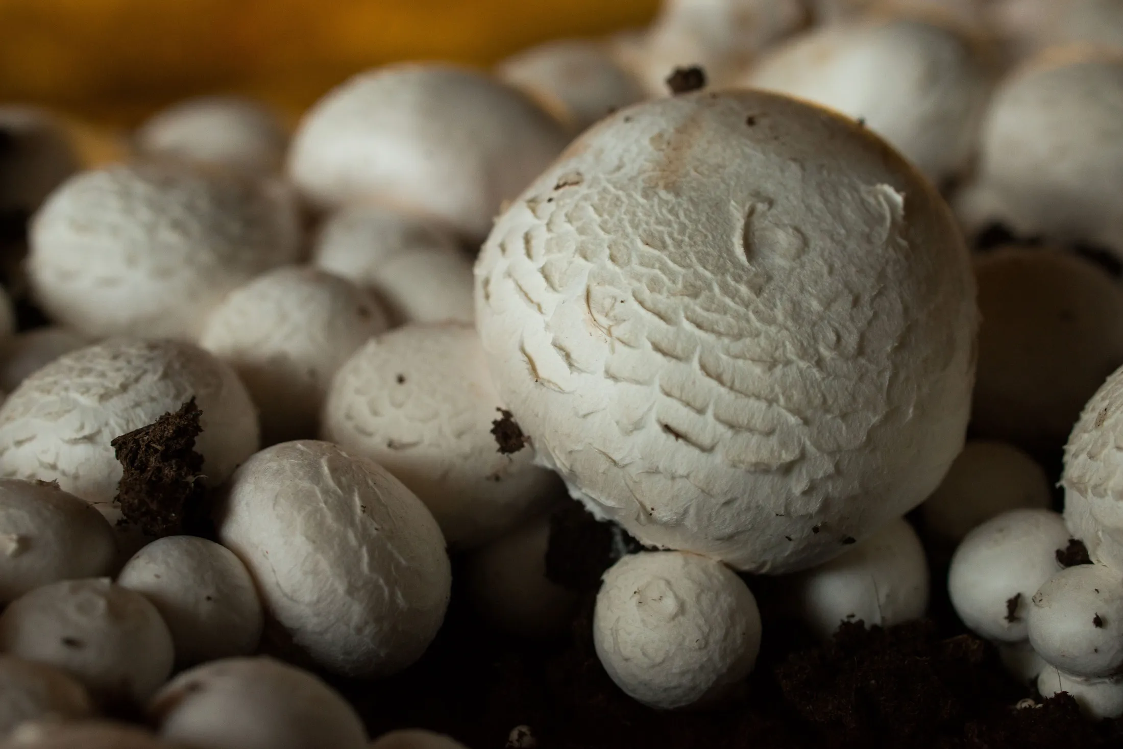 Operations At The Kaolin Mushroom Farm