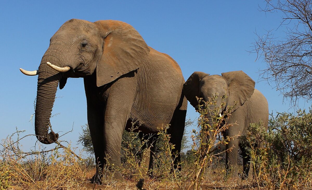 Africa News: Elephant Deaths in Botswana Spur Wildlife Probe - Bloomberg