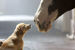 Budweiser’s 2014 Super Bowl commercial “Puppy Love”