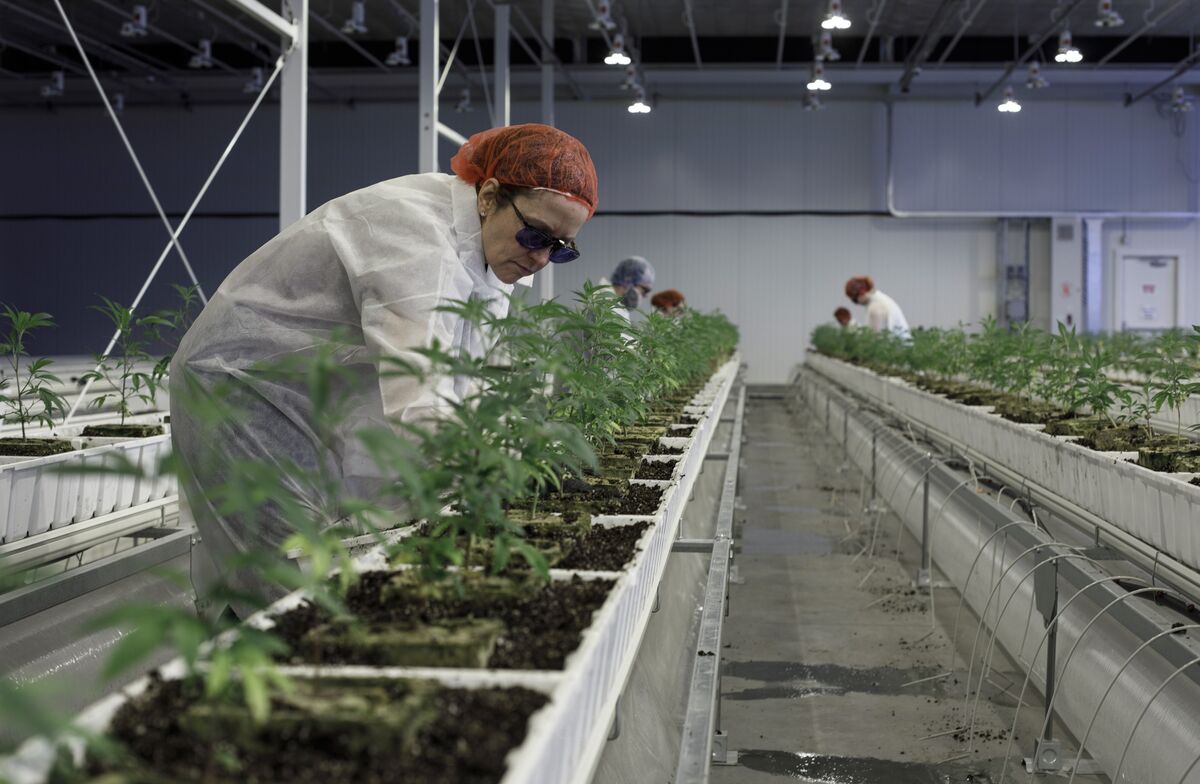 Aurora Greenhouse Sale Implies Massive Writedowns, MKM Says Bloomberg