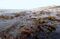 Kelp