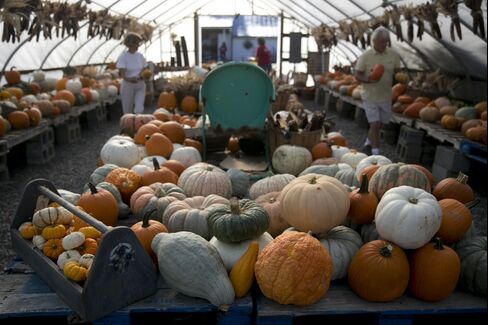 Varietal pumpkins on display