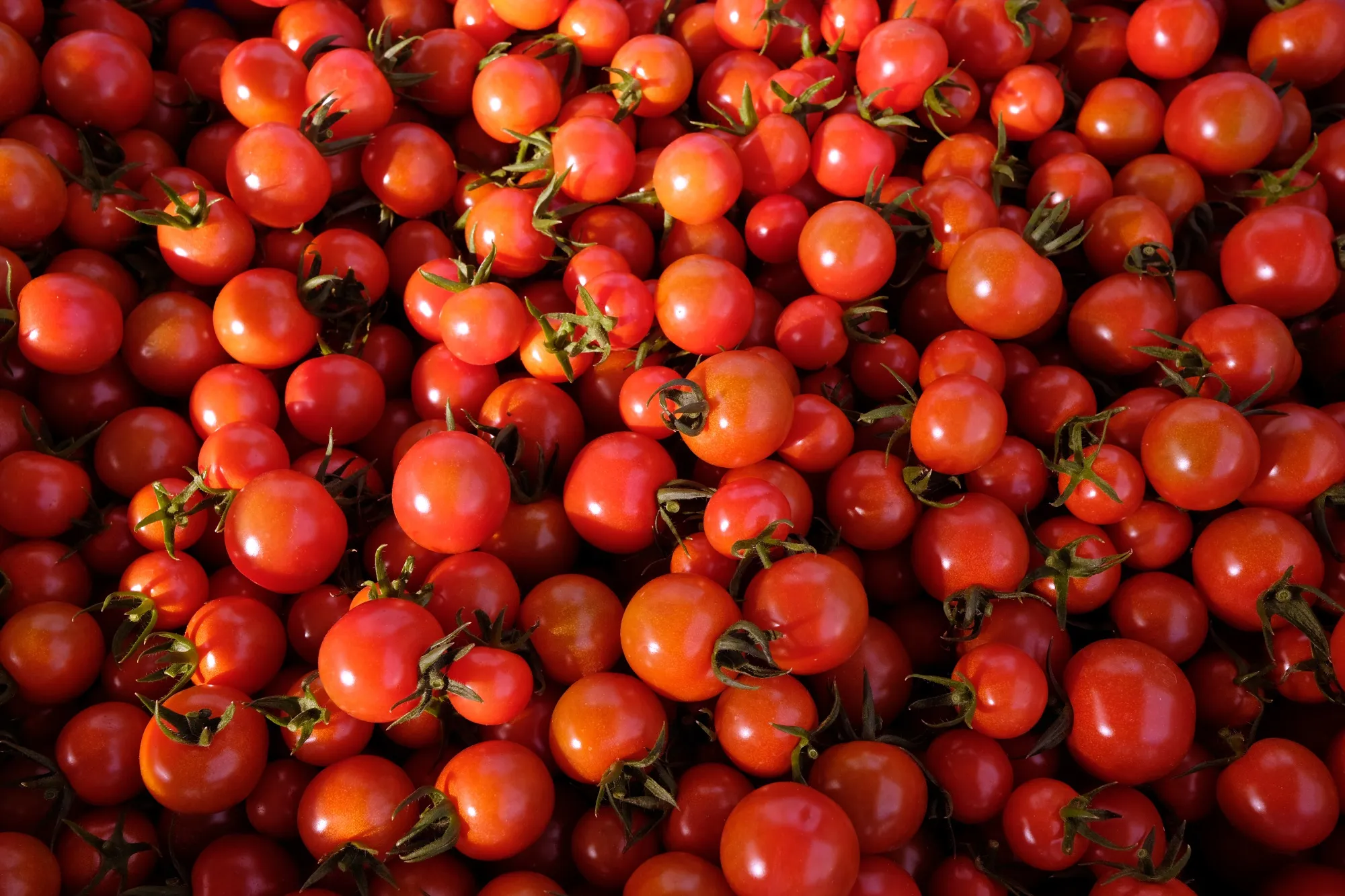 Government opens Japanese Farms To Migrant Workers