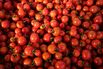 Government opens Japanese Farms To Migrant Workers