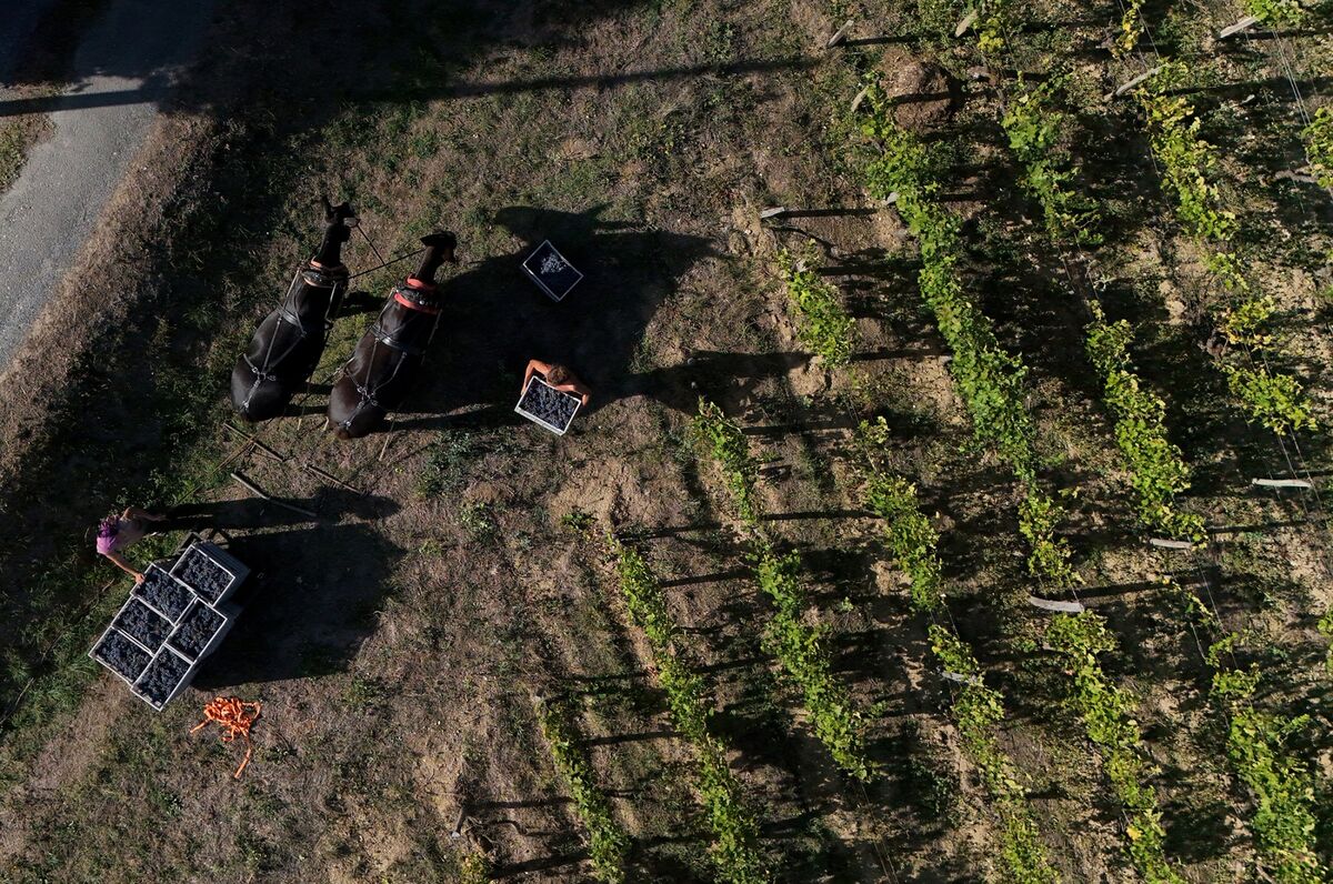 bloomberg.com - Nayla Razzouk - French Wine Output at Lowest in Almost 70 Years on Heat, Drought
