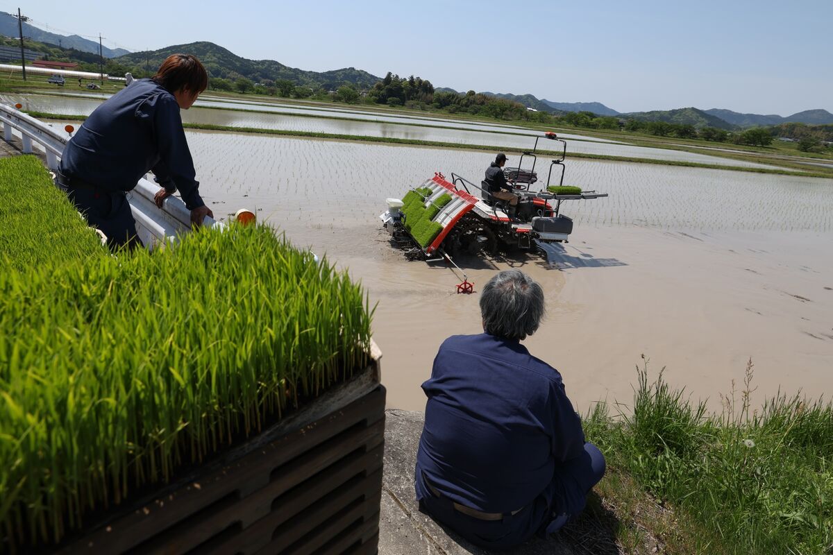 Ashibetsu Rice Japan Ditches Historical Rice Curbs With Ishiba’s Fate at Stake - Bloomberg