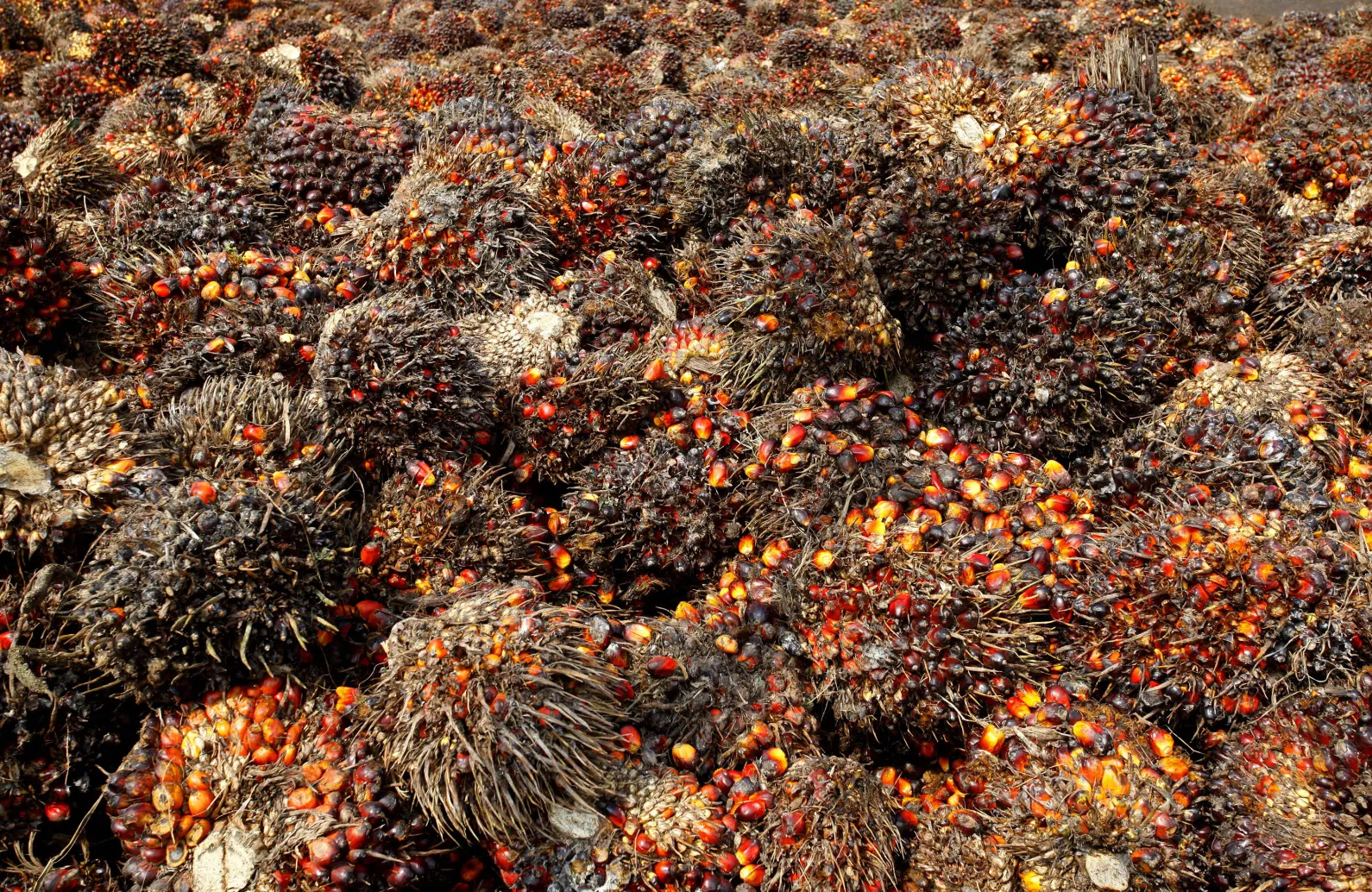 Bunches of harvested oil palm fruit in&nbsp;Indonesia.