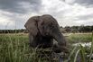 BOTSWANA-ENVIRONMENT-WILDLIFE-ELEPHANTS