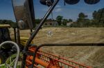 A farmer walks through a wheat field during a harvest in Bragado, Argentina.