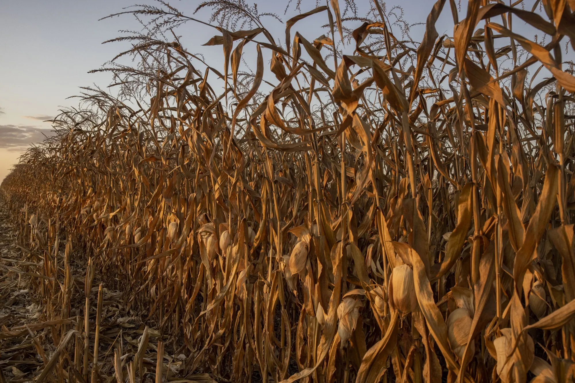 Plantio de milho em fazenda em Sinop, no Mato Grosso, em 26 de junho de 2024