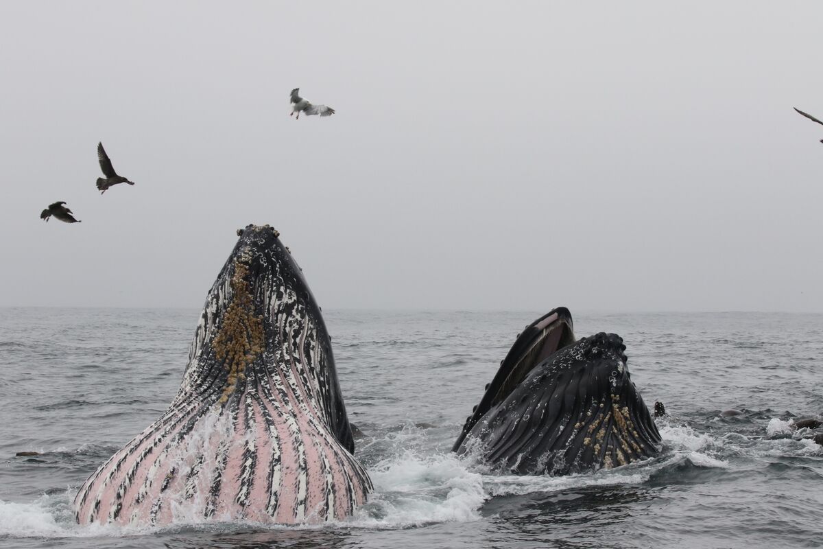 How Whale Safe is using real-time data and AI to detect endangered whales in the Bay Area's busy shipping lanes and alert ships to avoid collisions (Todd Woody/Bloomberg)
