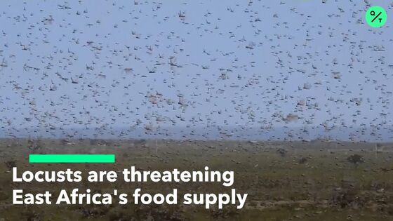 Vast Locust Swarm Casts Shadow Over East African Food Security