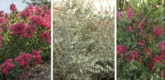 Start a Garden That Can Thrive in a Drought