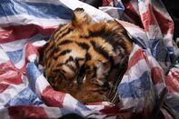 CHINA-CONSERVATION-WILDLIFE
