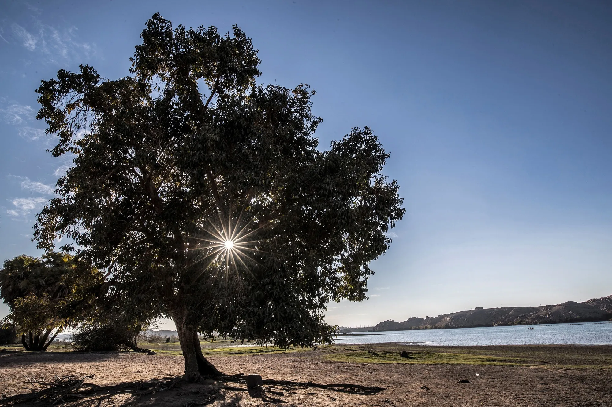 A tree grows by the Nile river in the village of Shallal, Egypt.&nbsp;