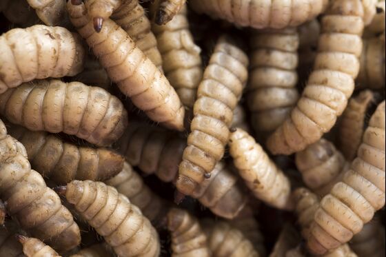 Leading Maggot Farmer to Expand From Cape Town to California