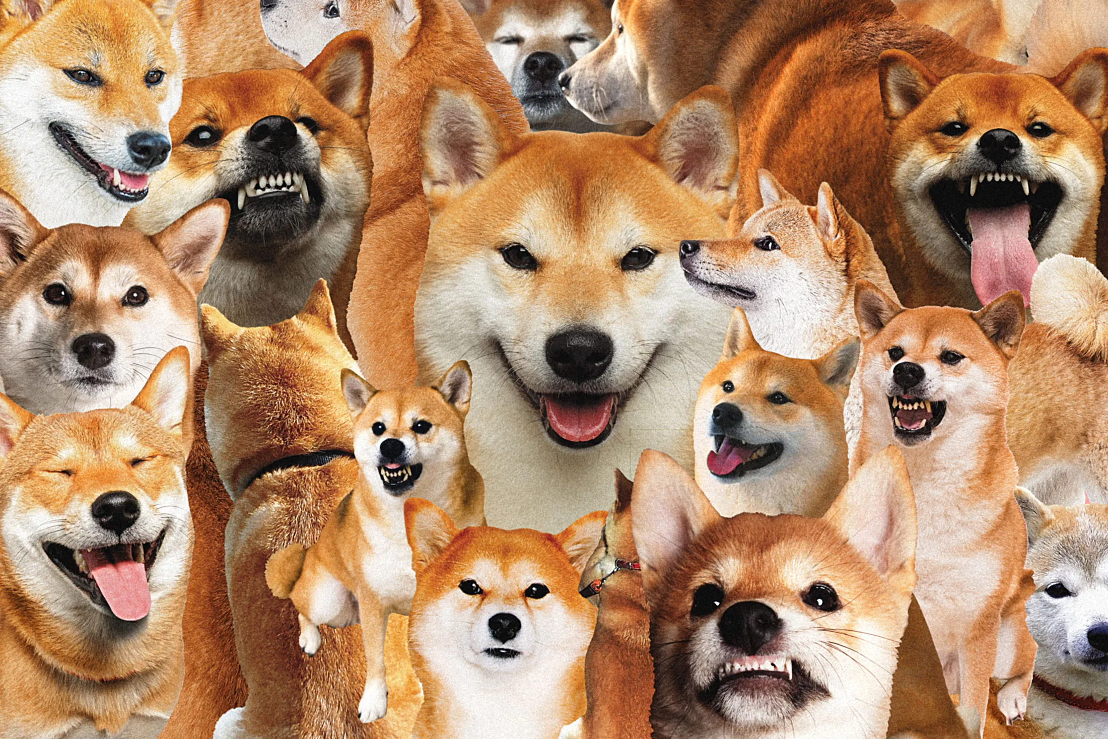shiba Shiba Inu, Dogecoin Crypto Interest Drives Demand for Real Dogs - Bloomberg