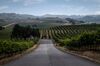 In Napa, a region lush of vineyards has seen a decline in visitors. Photo: David Paul Morris/Bloomberg